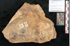Foto (Objekt + Etikett) von Cyclocarpus sp.  (NHMW-GEO-2024-0188-11158)